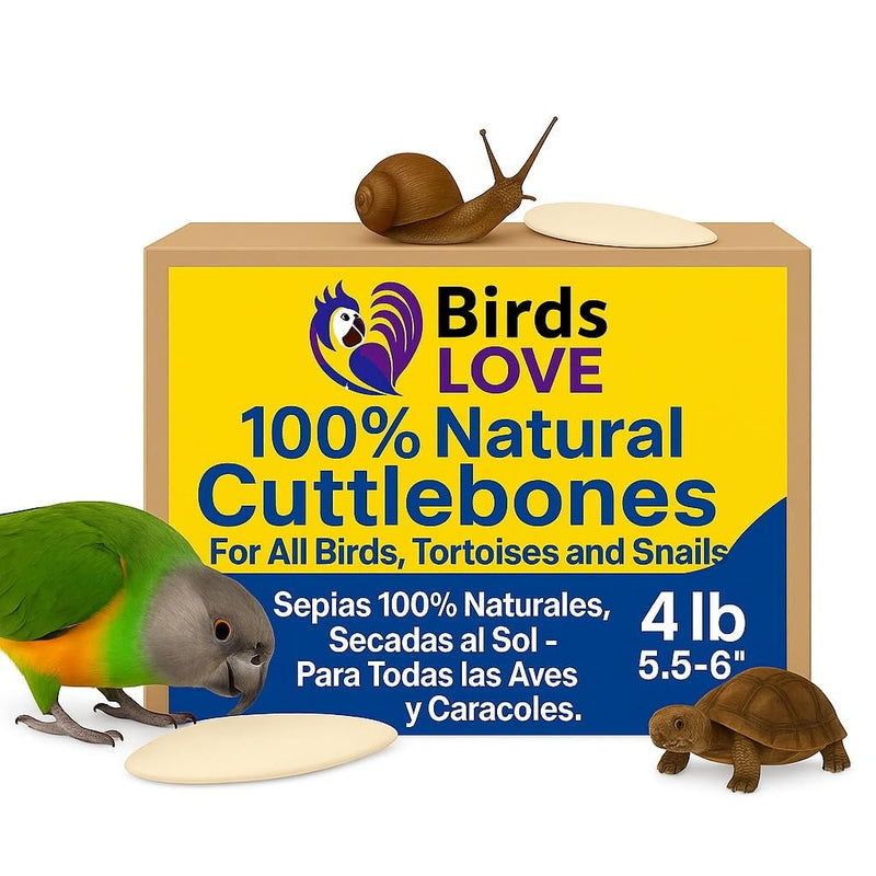 Birds LOVE Natural Cuttlebone – Premium Calcium for Cockatiel, Parrots, Tortoise, Snails, Crabs and Chinchillas - Pure Cuttlebone for Birds - Parakeet Food and Bird Treats - 4lb, Size 5.5 to 6"