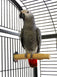 Birds Love Bottlebrush Wood Roosting Perchs African Greys Cockatoos Amazons - Medium