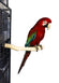 Birds LOVE Handcrafted Coffeewood Single Perch for Medium Sized Birds – Pkg of 1 Medium Single Branch