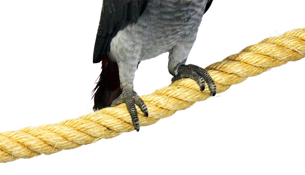 Birds LOVE All Natural Handcrafted Sisal Perch with Coffeewood End Caps for Large Parrots Cockatoo Macaws Amazons – Size LG 37" Len x 1.25" Diam