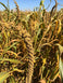 Worlds Freshest Spray Millet 5 Pound Box Nemeth Farms the Original