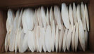 Birds LOVE Cuttlebone for Cockatiels Parakeets Budgies Finches Canaries Lovebirds Small Conures Mynahs Toucans African Greys All Parrots