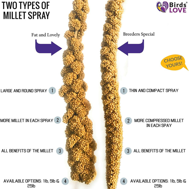 Birds LOVE Wholesome & Lovely Spray Millet | GMO Free (No Stems Only Edible Tops) for Parrots Birds Cockatiel Lovebird Parakeet Finch Canary All Parrots Healthy Treat -25lbs