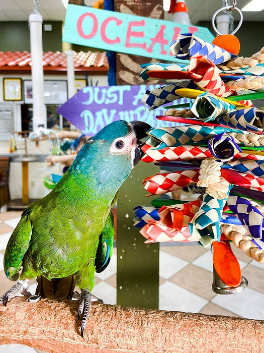 Birds LOVE Natural Bamboo Finger Traps & Popsicle Sticks Parrot Toy, Foraging and Chewing Materials for All Birds